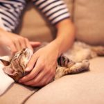 Decode Your Cat’s Behavior: 17 Things Your Cat Would Love to Tell You