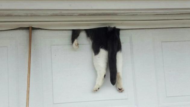 Cat survives harrowing encounter with garage door
