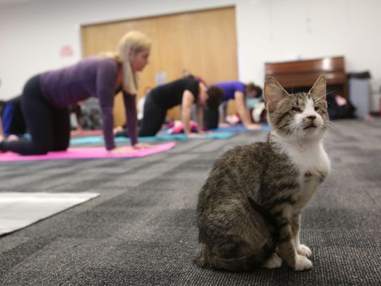 Kitty Yoga a chance to unwind, meet cats