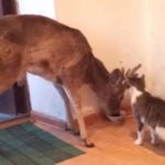 Deer wanders into house, steals food from dining cat