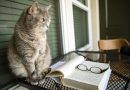 Literary Cat Names – Find the Perfect Author Name for Your Cat