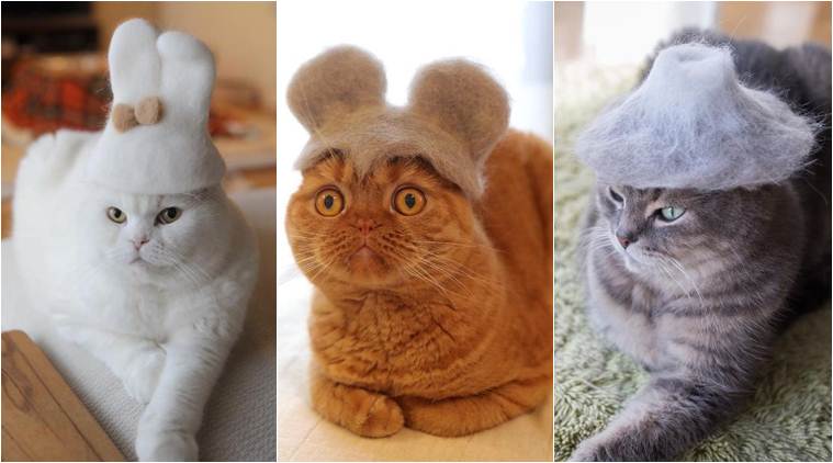 Japanese photographer makes adorable hats for his cats, but the real heroes are the furry balls