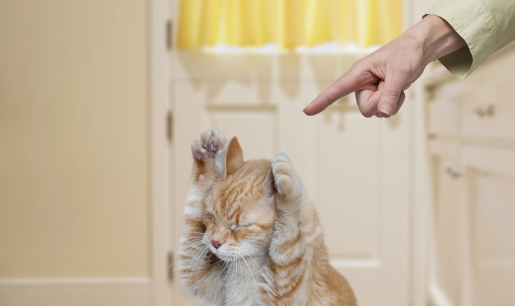 10 stages of dealing with a cat first thing in the morning