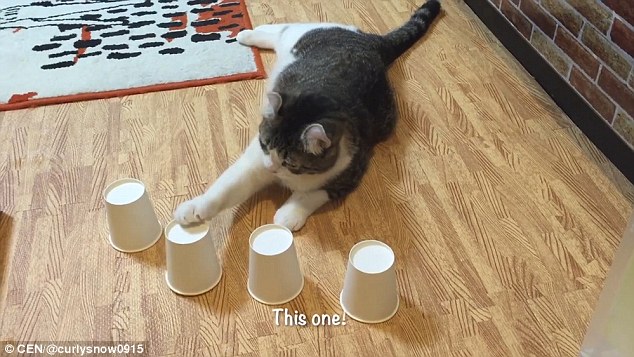 Clever claws! Cat shows off its amazing memory while playing cups game with its owner