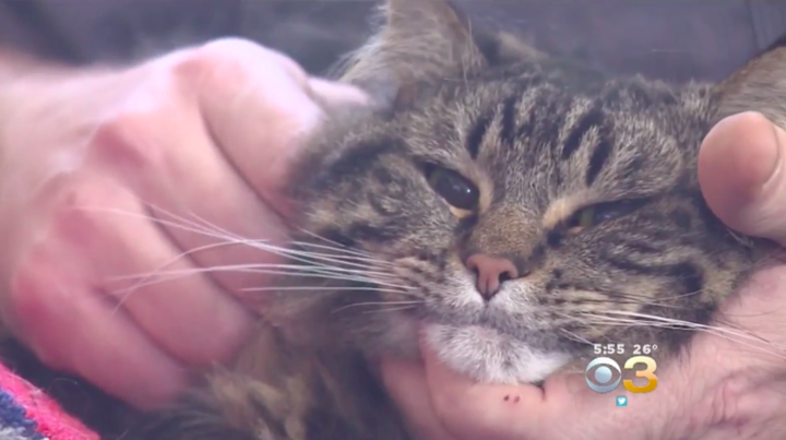 Hero Cat Pounds On Door, Saves Owners From Carbon Monoxide Poisoning