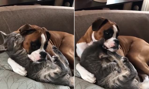 Opposites attract! Adorable boxer dog looks after tabby cat with its leg around it while the lovable feline licks the pooch clean