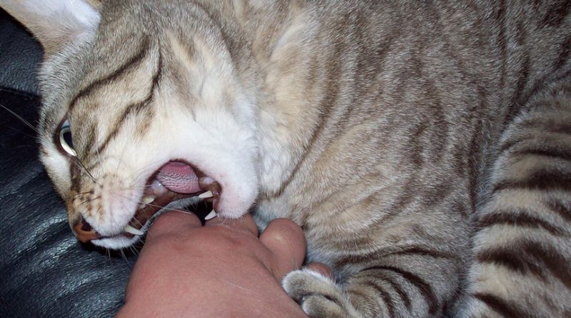 photo of cat biting by kniemla