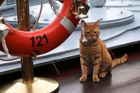 Russian navy shares photo of first cat to travel to the Syrian coast