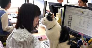 Cats and Dogs and Goats (in the office), Oh My!