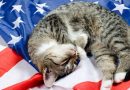 How to Keep Your Cat Safe (and Happy) on July 4th