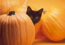 Why are black cats associated with halloween