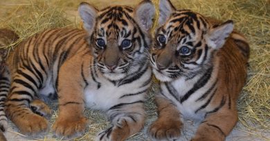 French couple trying to buy Savannah cat get tiger cub, instead