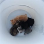 Man Saves Kittens Found in His Truck and Goes Back for Their Mama Cat