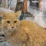 Adopt A Pet: Orange tabby cat ready to play, friendly with dogs