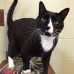 Oliver – Cat of the Week