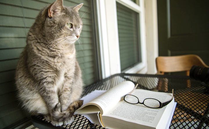 Literary Cat Names - Famous Authors