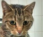 Cat Found At M40 Service Station In Berkshire