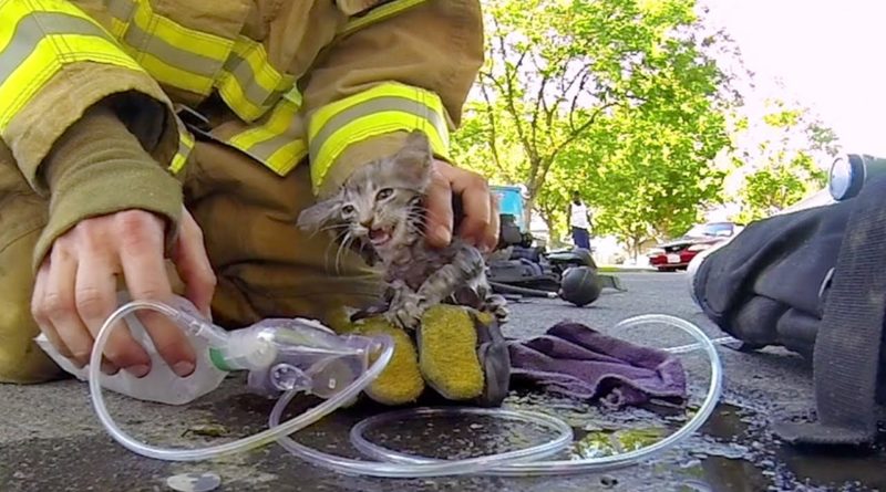 GoPro: Fireman Saves Kitten