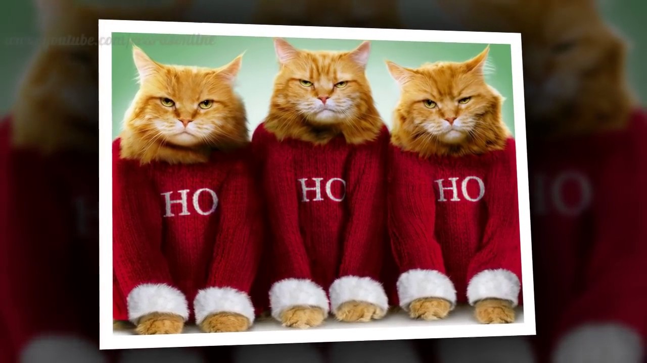 Funny Cat Videos Christmas cats 2015