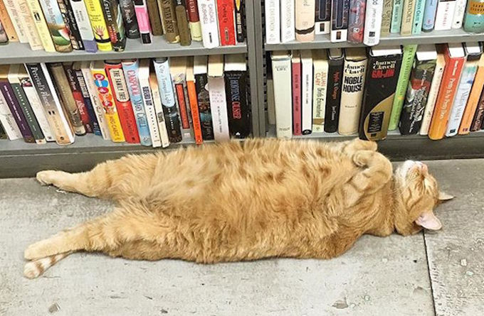 15 Bookstore Cats You’ll Want to Cuddle With May 10, 2016Book Love32 Comments