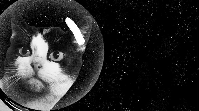 The Secret History of the First Cat in Space