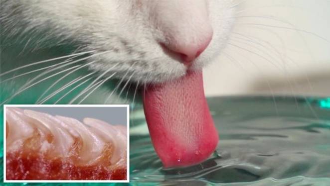 The hard tiny hooks of a cat’s tongue are just one of its many wonders