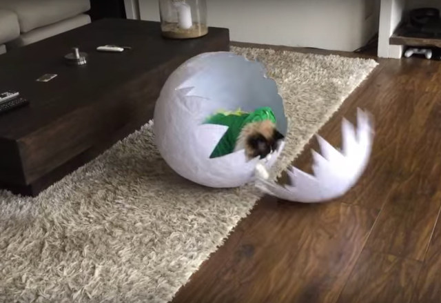 Cat In Dinosaur Costume Hatching From Giant Egg