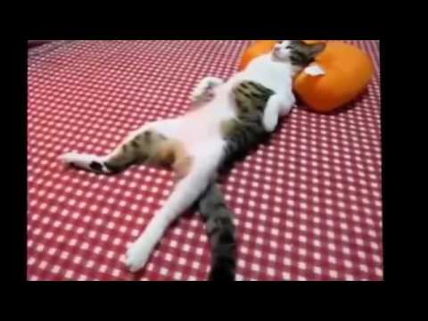 Best of Funny Cats 2013
