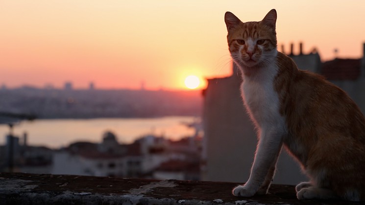 Tracking the Street Cats of Istanbul, Kedi Reveals a City's Humanity