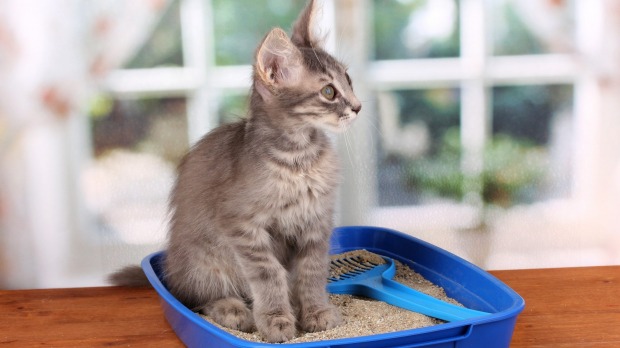 Think outside the box: Things you never knew you could do with cat litter