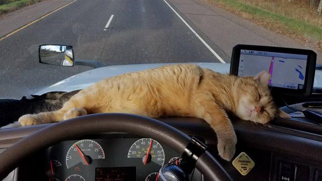 Miracle cat survives 400-mile trip under 18-wheeler