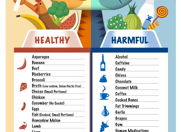 Healthy and Harmful Foods for Cats