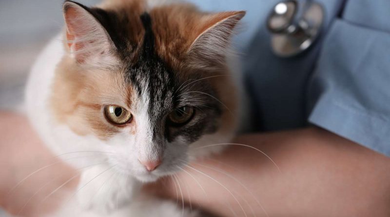 Medications Dangerous to Cats