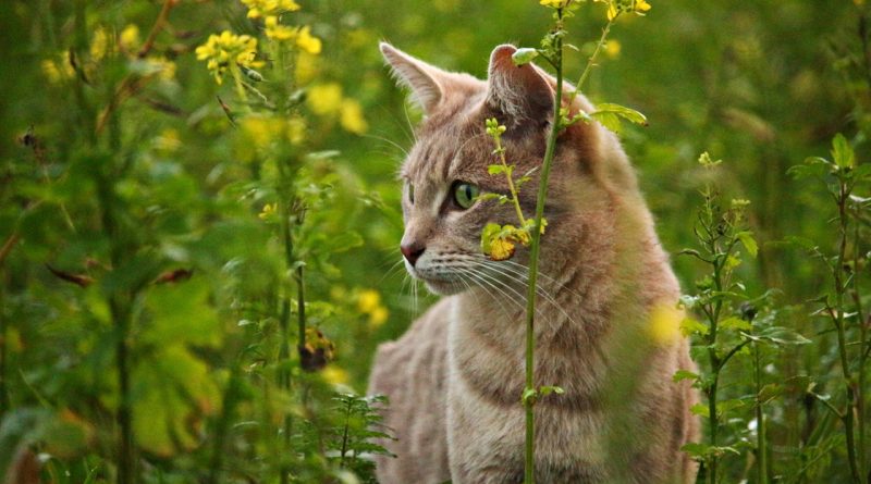 Plants That Can Harm Cats – kittymews | Cat News from Around the World