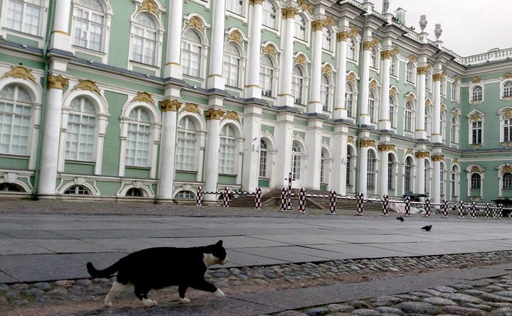 Cat at Hermitage Museum in Russia by Ana Paula Hirama