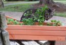 How To Plant a Simple Cat Garden