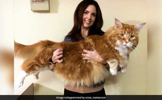 At Nearly 4 Feet Long, Is This The World's Longest Cat?
