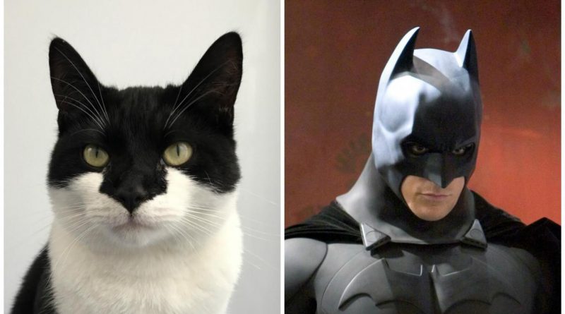 It's batcat! Wood Green cat with striking resemblance to Batman up for adoption