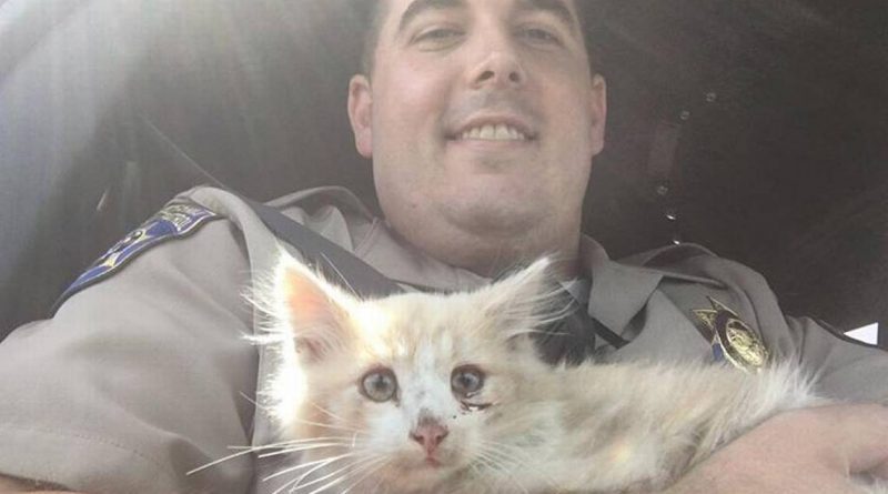 CHP officers save kitten on Golden Gate Bridge. One officer fosters him