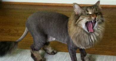 Should I Shave My Cat to Keep Her Cool in the Summer?